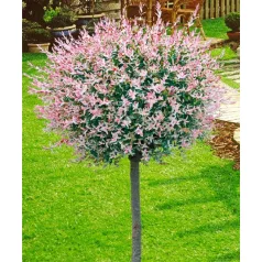   Tarkalevelű japán fűz Salix integra 'Hakuro-nishiki K5 lit.