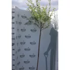 Tarkalevelű japán fűz Salix integra 'Hakuro-nishiki K5 lit.