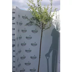   Tarkalevelű japán fűz Salix integra 'Hakuro-nishiki K5 lit.