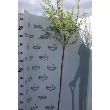 Tarkalevelű japán fűz Salix integra 'Hakuro-nishiki K5 lit.