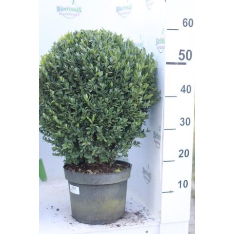 Törpe puszpáng Buxus sempervirens Suffruticosa K5 lit.