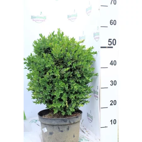 Törpe puszpáng Buxus sempervirens Suffruticosa K5 lit.