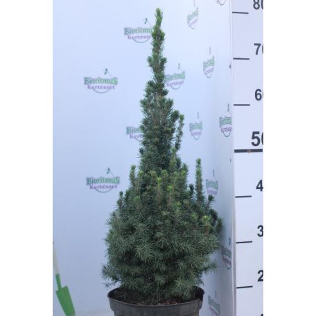 Cukorsüvegfenyő Picea glauca Conica K5 40/60