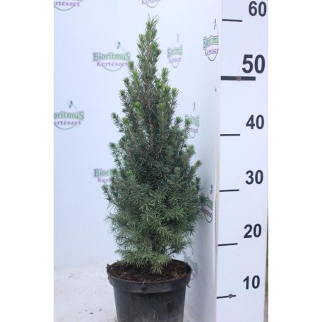 Cukorsüvegfenyő Picea glauca Conica K2