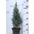 Cukorsüvegfenyő Picea glauca Conica K2