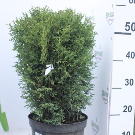 Törpe gömb tuja Thuja occidentalis Kobold K5