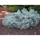 Himalájai törpe boróka Juniperus squamata 'Blue Star' K7.5