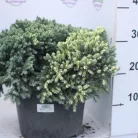 Himalájai törpe boróka Juniperus squamata 'Blue Star' K7.5