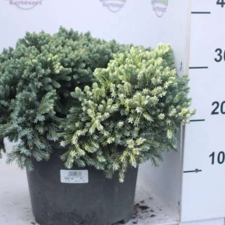 Himalájai törpe boróka Juniperus squamata 'Blue Star' K7.5