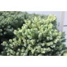 Himalájai törpe boróka Juniperus squamata 'Blue Star' K7.5