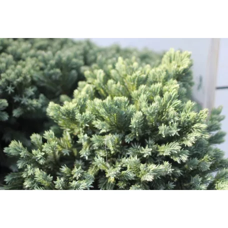 Himalájai törpe boróka Juniperus squamata 'Blue Star' K7.5