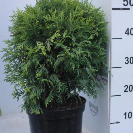 Törpe gömbtuja Thuja occidentalis 'Danica'  K5 lit.