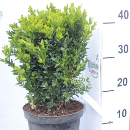 Törpe puszpáng Buxus sempervirens Suffruticosa K3 lit.