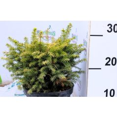 Törpe gömb szerb lucfenyő Picea omorika Karel K2