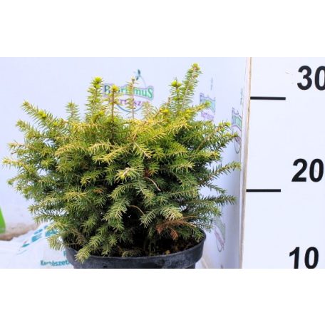 Törpe gömb szerb lucfenyő Picea omorika Karel K2
