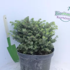 Fészekfenyő, törpefenyő Picea abies Little Gem K2 lit.