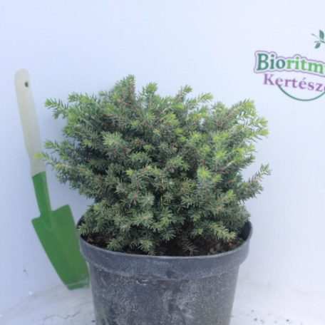 Fészekfenyő, törpefenyő Picea abies Little Gem K2 lit.