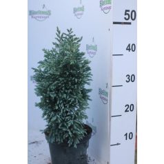   Szavára hamisciprus Chamaecyparis pisifera 'Boulevard' K2