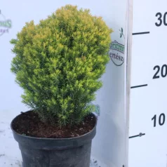   Teddy törpe arany gömbtuja Thuja occidentalis Teddy Gold K2