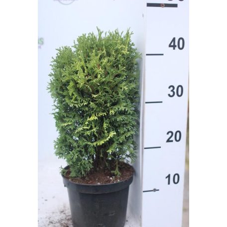 Törpe gömb tuja Thuja occidentalis Kobold  K2