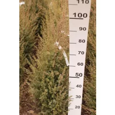   Ír oszlopos boróka Juniperus communis 'Hibernica' Fl 80/100 cm