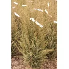 Ír oszlopos boróka Juniperus communis 'Hibernica' Fl 80/100 cm
