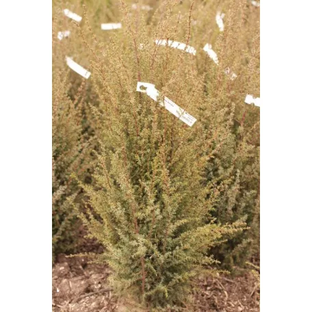 Ír oszlopos boróka Juniperus communis 'Hibernica' Fl 80/100 cm