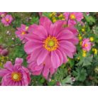 Japán szellőrózsa Anemone hupehensis var. japonica 'Prinz Heinrich' K 2 lit.