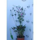 Japán szellőrózsa Anemone hupehensis var. japonica 'Prinz Heinrich' K 2 lit.