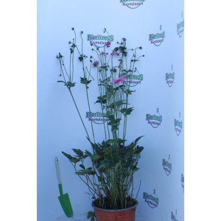 Japán szellőrózsa Anemone hupehensis var. japonica 'Prinz Heinrich' K 2 lit.