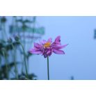 Japán szellőrózsa Anemone hupehensis var. japonica 'Prinz Heinrich' K 2 lit.