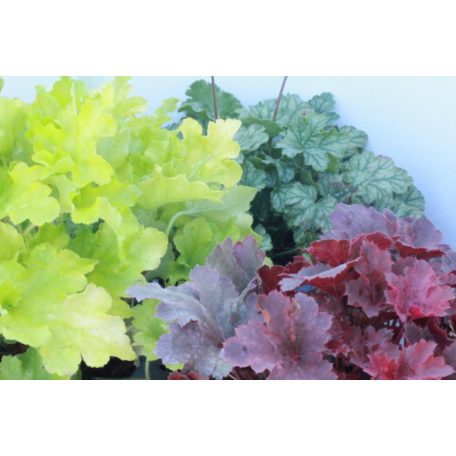 Tűzeső mix  Heuchera hibrid  15 cm-es cserépben