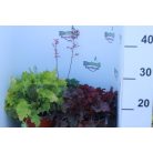 Tűzeső mix Heuchera hibrid 15 cm-es cserépben