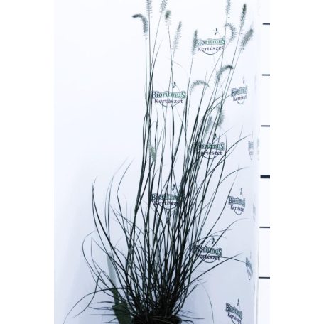 Évelő tollborzfű Pennisetum alopecuroides 'Hameln' 14 cm-es cserépben