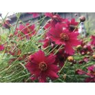 Menyecskeszem Coreopsis verticillata 'Ruby Red' 14 cm-es cserépben