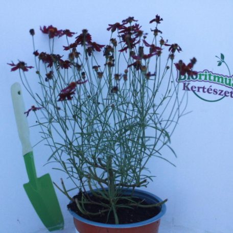 Menyecskeszem Coreopsis verticillata 'Ruby Red' 14 cm-es cserépben