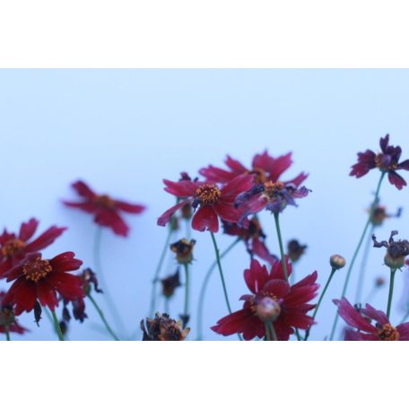 Menyecskeszem Coreopsis verticillata 'Ruby Red' 14 cm-es cserépben