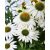 Kasvirág fehér Echinacea purpurea 'Prairie Splendor Compact White' d14cm