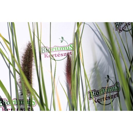 Évelő tollborzfű Pennisetum alopecuroides 'Red Head' 14 cm-es cserépben