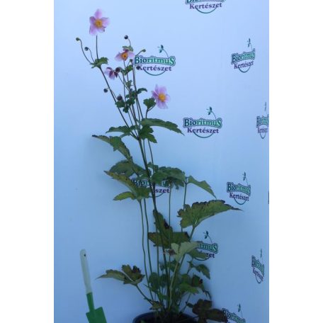 Japán szellőrózsa Anemone hybrida 'September Charm'  15 cm-es cserépben