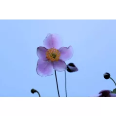   Japán szellőrózsa Anemone hybrida 'September Charm' 15 cm-es cserépben