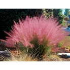 Vattacukorfű Muhlenbergia capillaris’ 14 cm-es cserépben