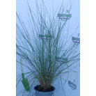 Vattacukorfű Muhlenbergia capillaris’ 14 cm-es cserépben