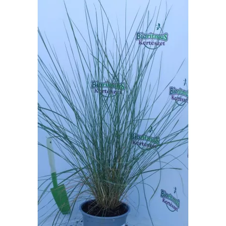 Vattacukorfű Muhlenbergia capillaris’ 14 cm-es cserépben