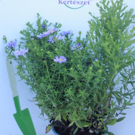 Évelő őszirózsa Aster dumosus 'Wood's Purple'  14 cm-es cserépben