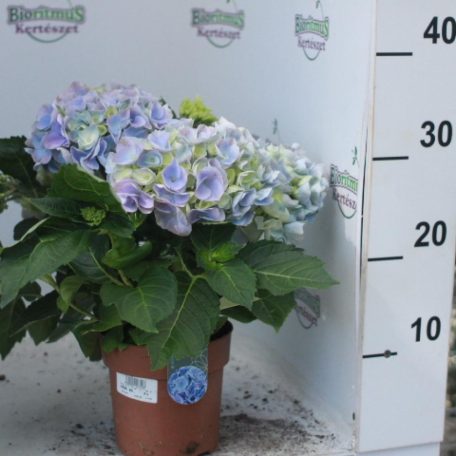 Kerti hortenzia Hydrangea macrophylla HI River 40 cm