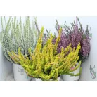 Csarab Calluna 13 cm