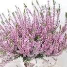 Csarab Calluna 13 cm