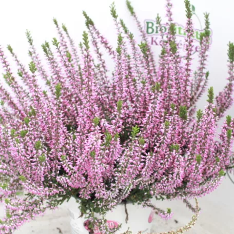 Csarab Calluna 13 cm
