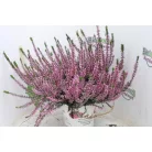Csarab Calluna 13 cm